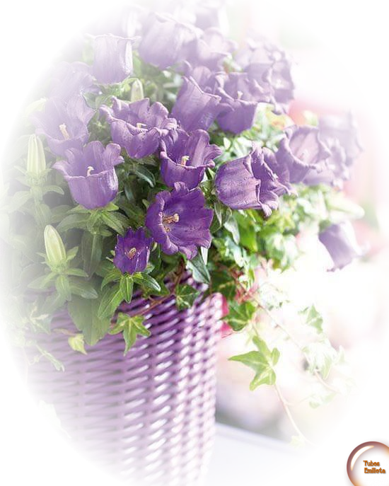 Emilieta Psp: Tubes de florales en PNG