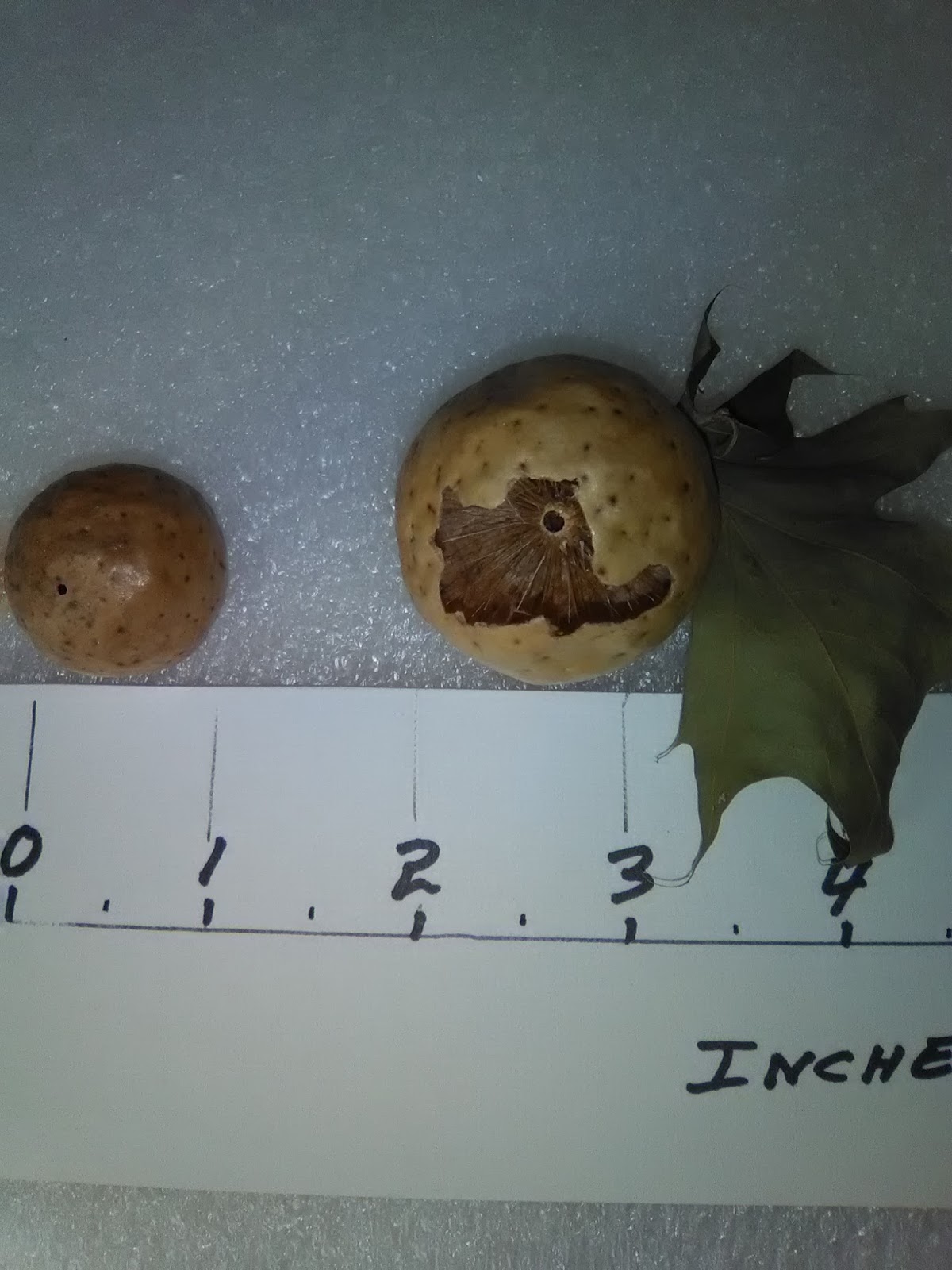 Exploring Chenango County, New York OAKAPPLE GALL