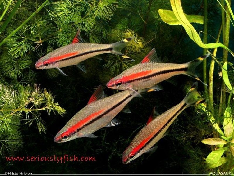 Ikan Aquascape yang Kuat - Red Line Terpedo Barb