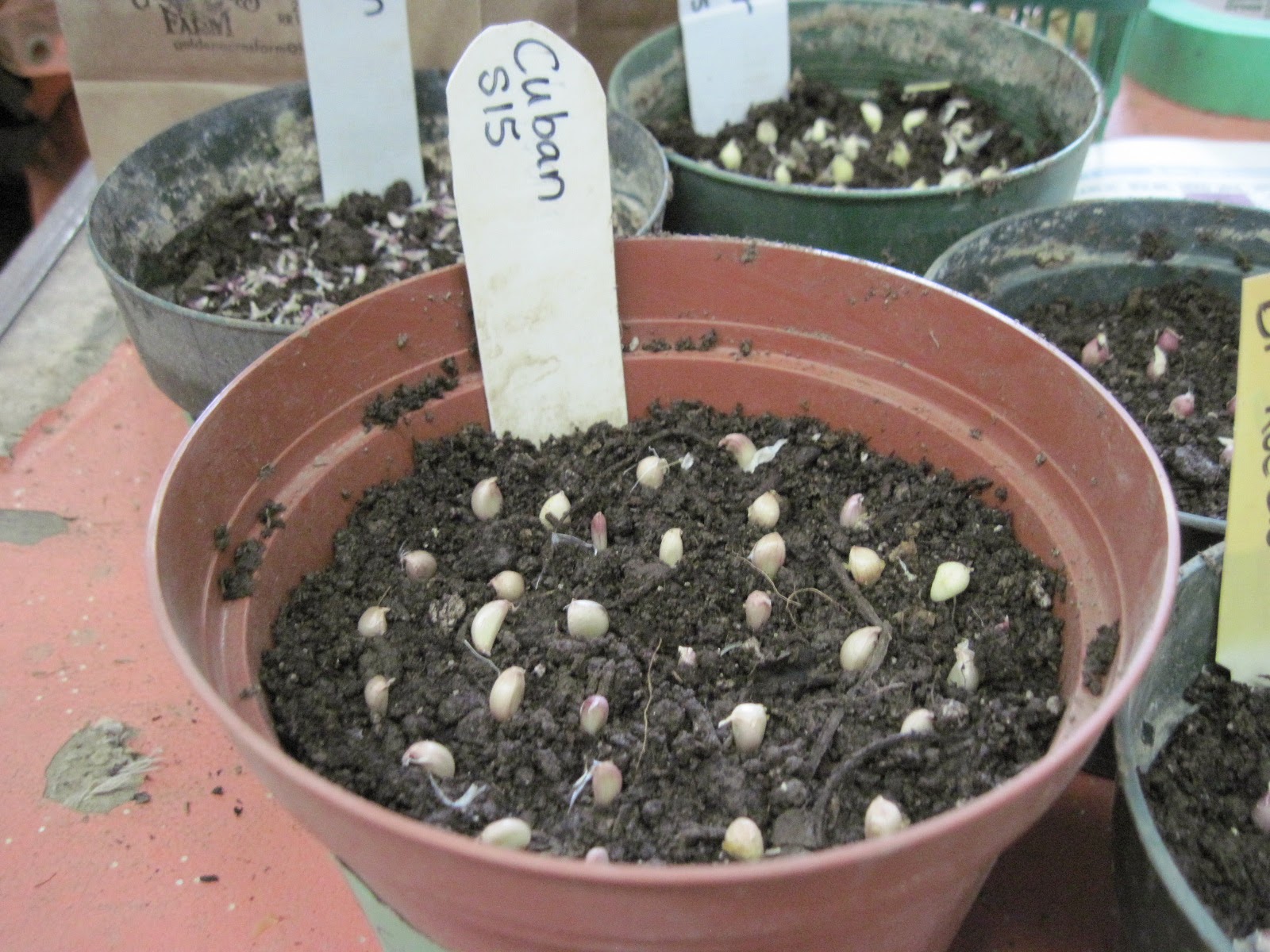 Growing Ontario Garlic Planting Bulbils Growing Ontario Garlic Planting Bulbils
