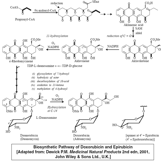Biosynthetic Pathway of Doxorubicin and Epirubicin
