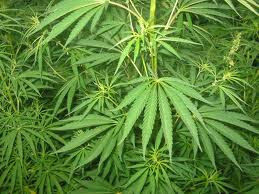 Seharusnya Ganja HaIal dan Legal Seharusnya Ganja HaIal dan Legal