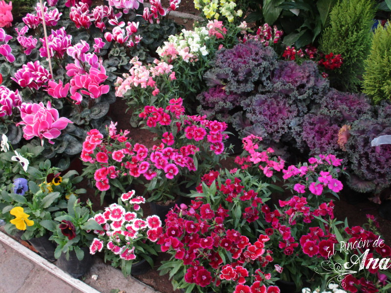 feria de la candelaria 2017