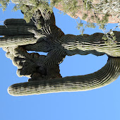CRAZY CACTUSES, CANYONS & CREEKS