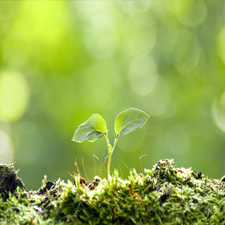 Plantas Herbaceas Plantas Herbaceas