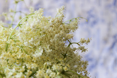 Holunderblüten-Sirup-Rezept von Letizias Gaumenfreuden bei waskochen.ch