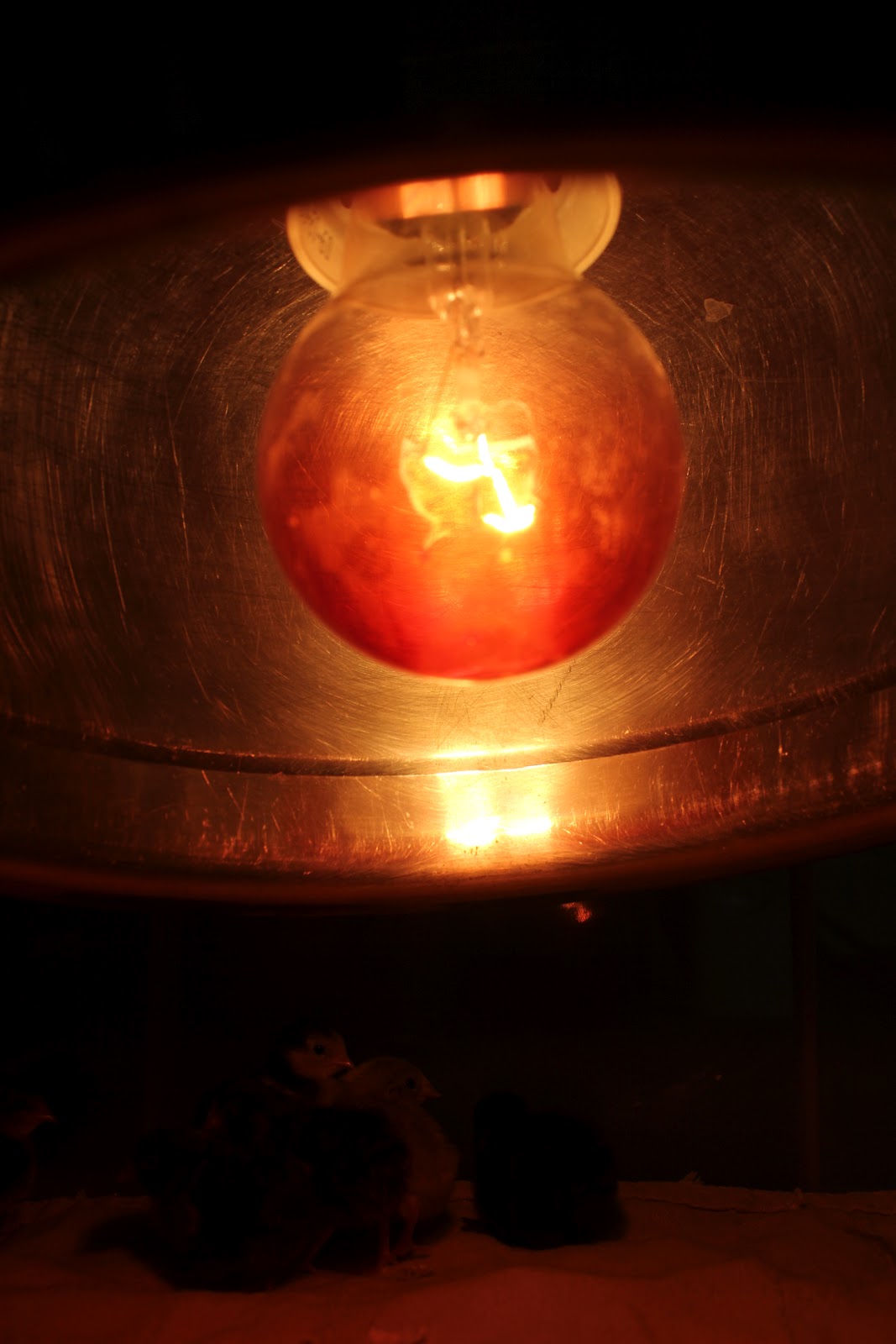Development of Quails During incubation Setting up the Brooder