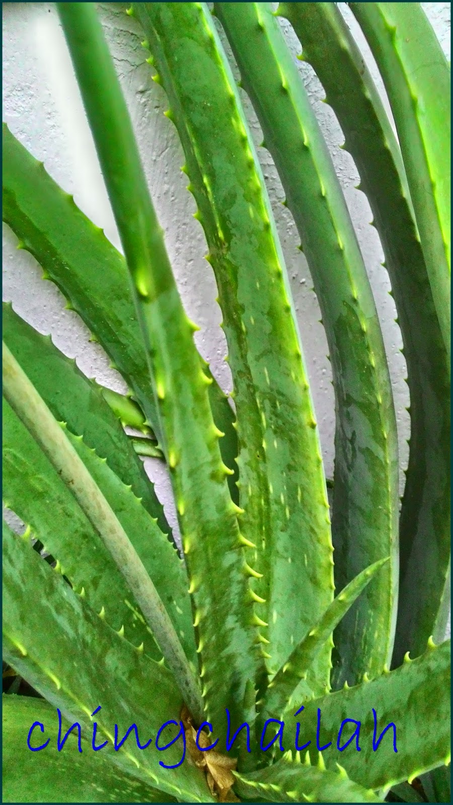 Simple Living In Nancy: ALOE VERA AND ITS MEDICINAL USES