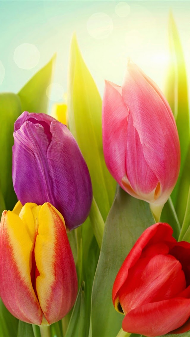 25 New Iphone Tulip Wallpaper