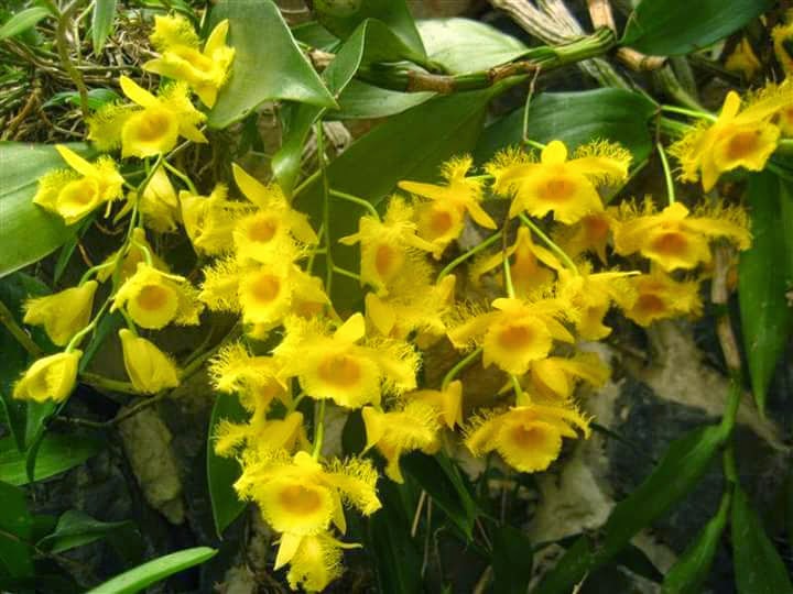 Lan thủy tiên tua Dendrobium harveyanum