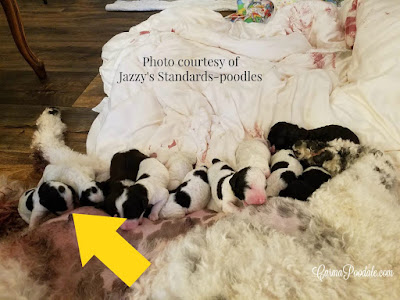 Poodle newborns that are black and white