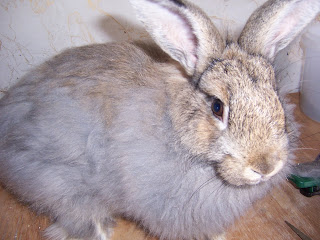 Newfound Traditions: Haircut for the Angora Rabbits