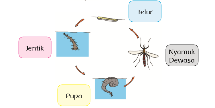Siklus Hidup Nyamuk