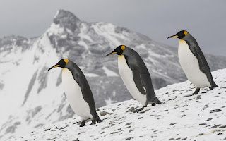 Drie pinguins op een berg