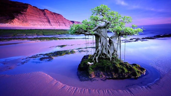 ATURAN DAN PEDOMAN PENJURIAN BONSAI YANG BAIK -1