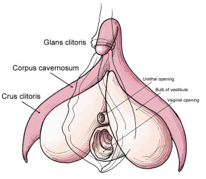 7 Crazy Amazing Facts About The Clitoris
