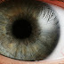 Descubren que los Ojos de peces ayudarían a regenerar retinas humanas