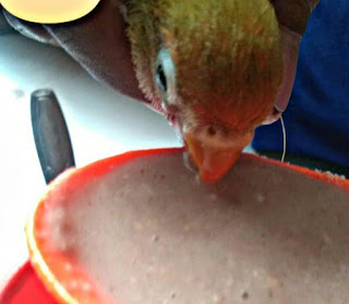 Makanan Burung Lovebird Bubur Bayi 
