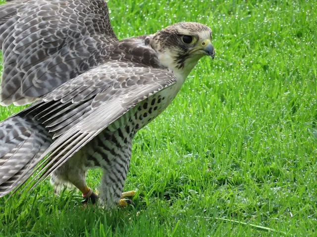 Falcon at Mount Falcon Estate in County Mayo, Ireland