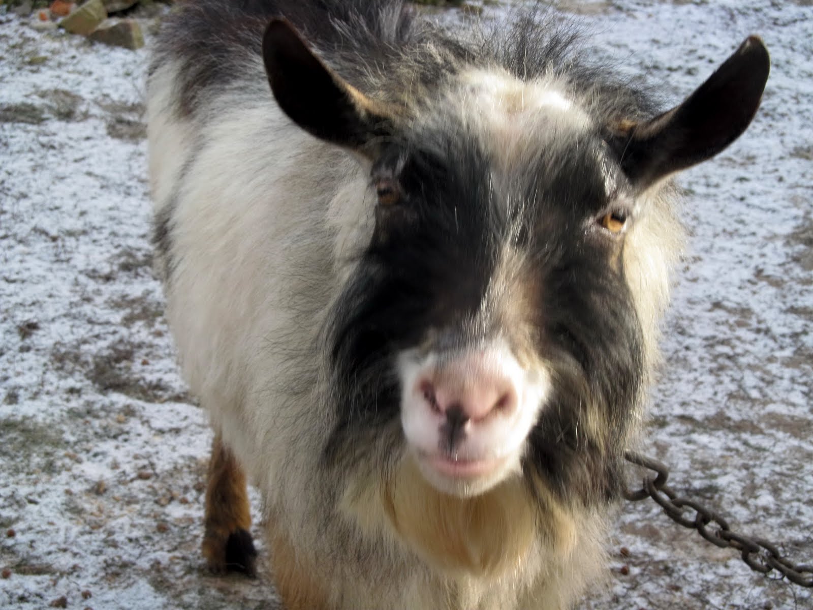 Козел - в'язка: Козел для в'язки