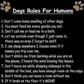 The Great American Disconnect-Political Comments: Dogs Rules for Humans