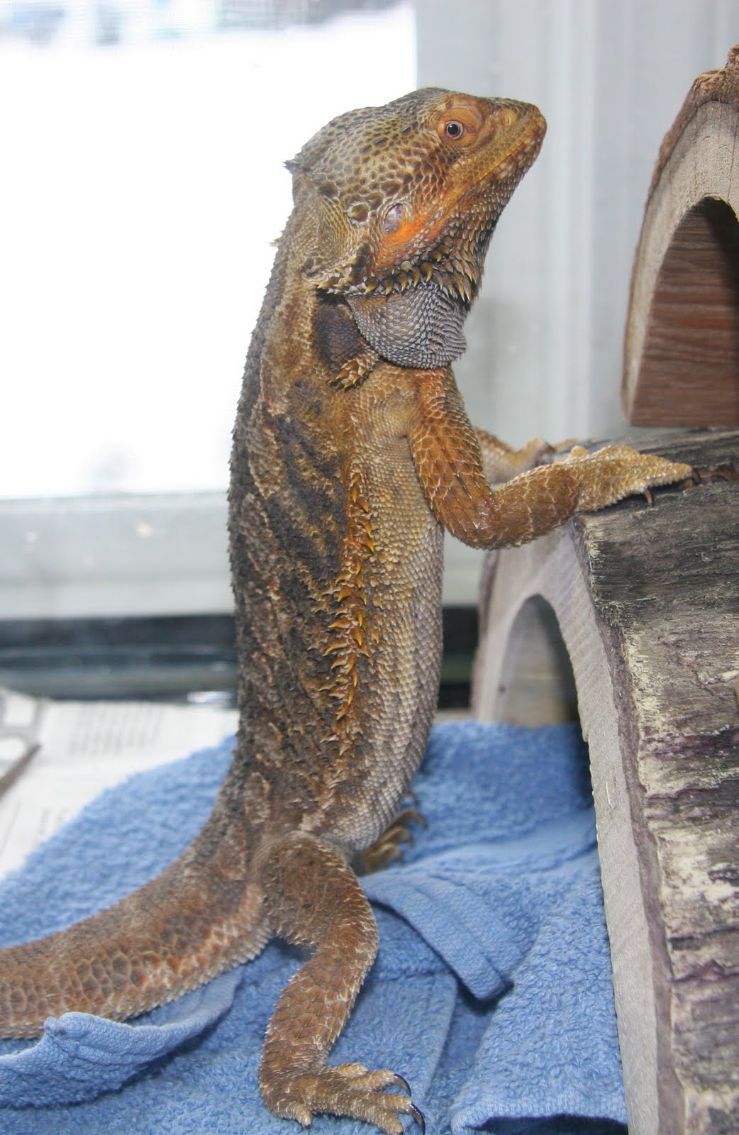 can-bearded-dragons-eat-parsley-7.jpg can-bearded-dragons-eat-parsley-7.jpg