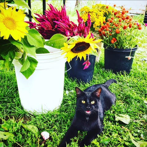 Cats In Gardens Farm Ninja