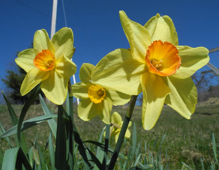 Studio and Garden Daffodil Delirium