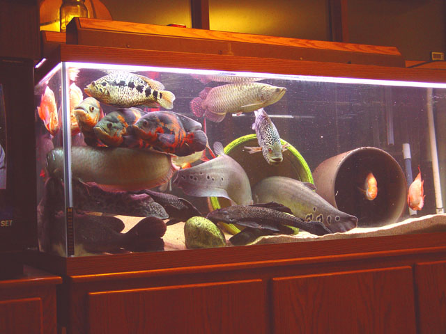 Fish N Tips: Large Aquarium Fish - Freshwater