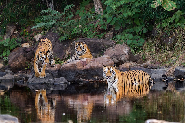 Tigers in Panna National Park