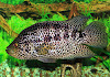 ikan Jaguar Cichlid