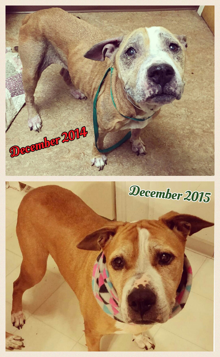 special needs dog adoption adopting a senior dog