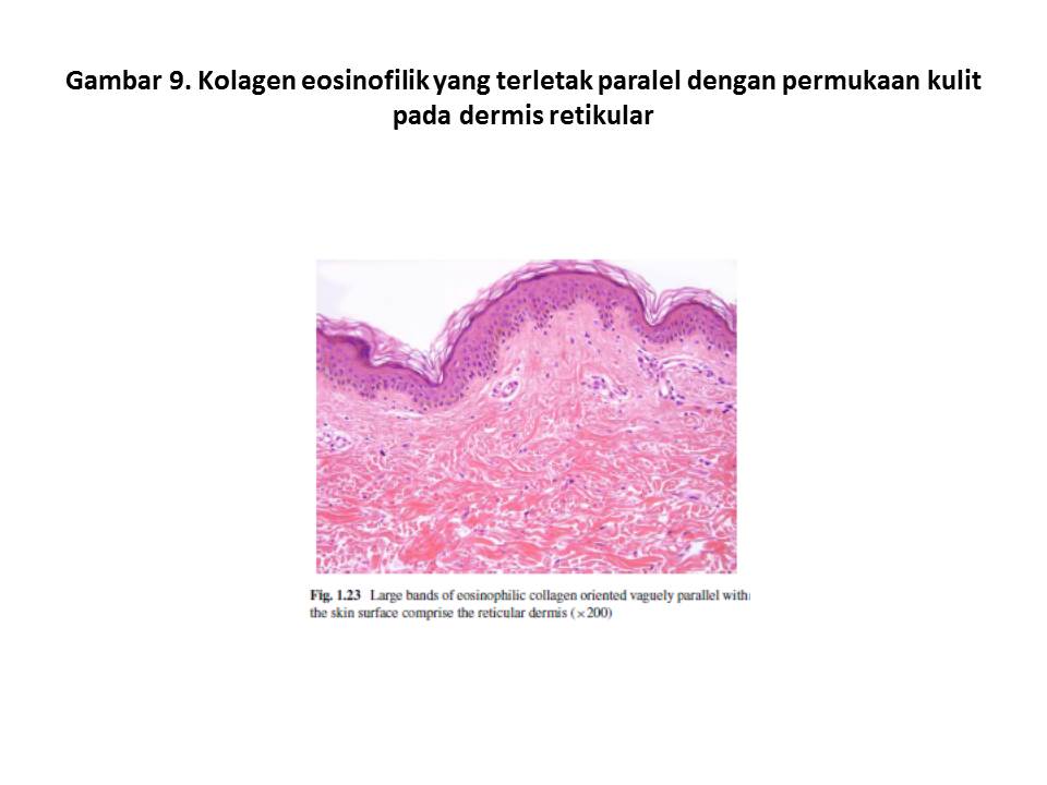 Reza Aditya Digambiro: Histologi Kulit Normal dan Perubahan yang ...