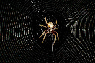 willy es la ley: Cómo las arañas escapan a su propia trampa