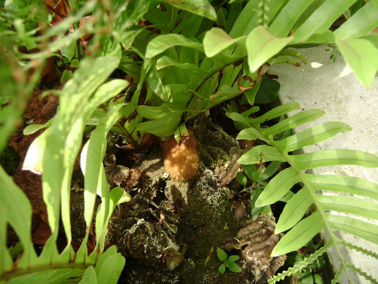 Houseplant Guru Ferns with Feet