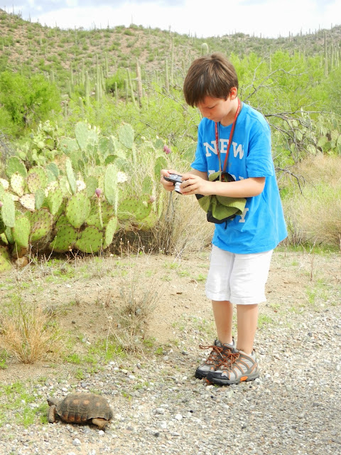 Saguaro National Park Tucson Arizona Tortue Turtle