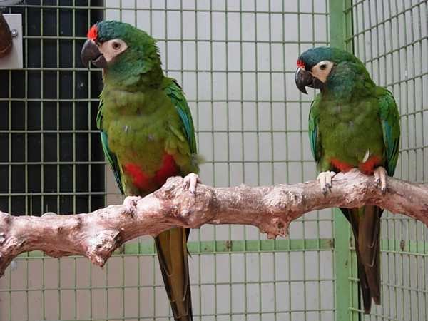 Harga Burung Macaw Terbaru 2017 Jenis Dan Umur Gemar Ternak Dan