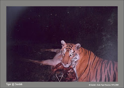 First camera trapped Tiger@Dandeli-Anshi Tiger Reserve: