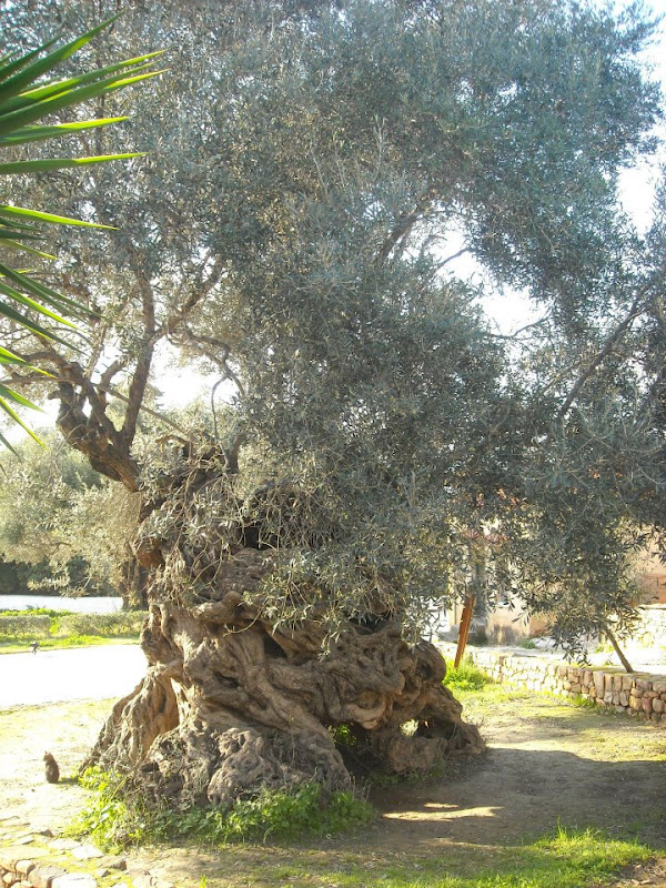 Olive Oil ONE OF THE ELDEST OLIVE TREE IN THE WORLD, BUT THE BIGGEST