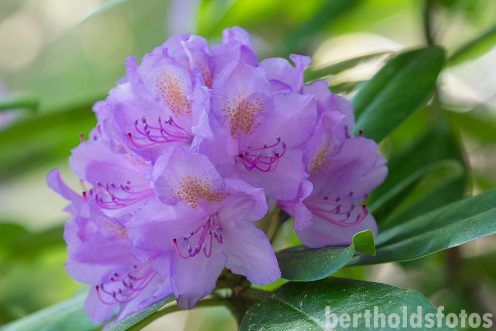 Gunstig Gartnern Schnurren Im Schlosspark