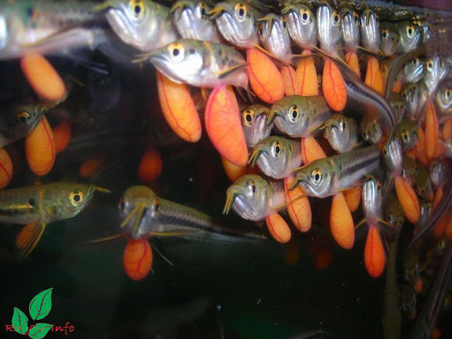 Budidaya Ikan Arwana Budidaya Ikan Arwana