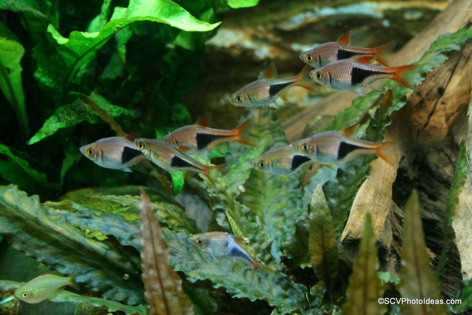 S.C.V. Aquascaping Ideas Harlequin Rasbora Trigonostigma Heteromorpha