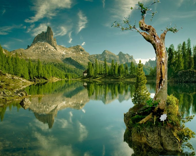 Pemahatan Dan Pembentukan Bakalan Bonsai Jin agar Bonsai Terkesan Pohon Tua