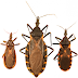 Η εξάπλωση της νόσου Chagas με το Kissing Bug
