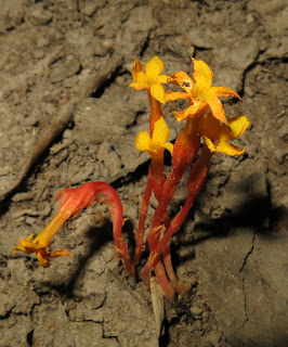 Voyria spruceana, Gentianaceae