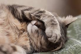 dolore persistente nel gatto