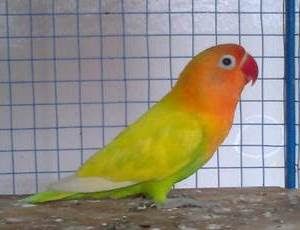 lovebird pasjo atau pastel ijo lovebird pasjo atau pastel ijo