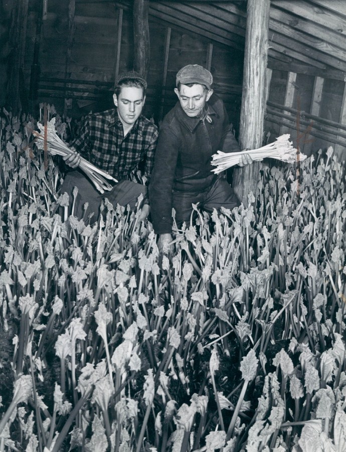 everyday-dutch-oven-strawberry-rhubarb-dump-cake