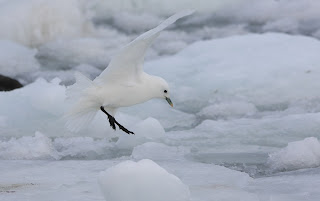 Ivory Gull Newfoundland