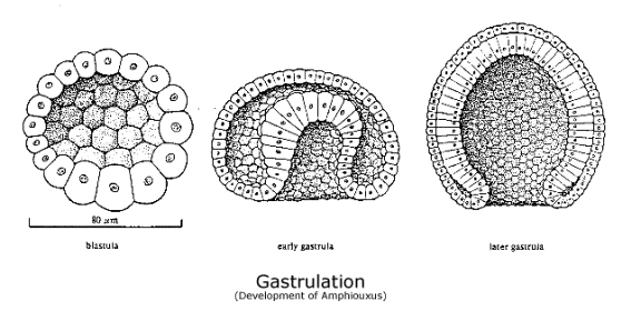 Etapy rozwoju zarodkowego zwierząt hydra cell diagram 